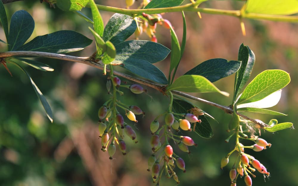 B. aristata with green leaves and red-yellow berries