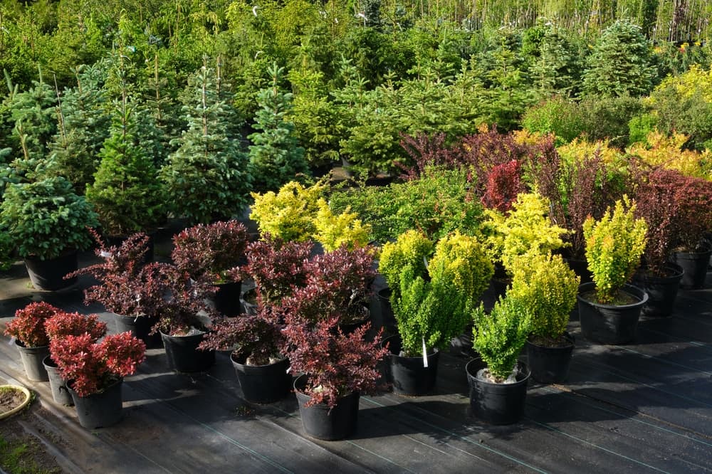 varieties of Berberis seedlings growing in plastic pots at a garden centre