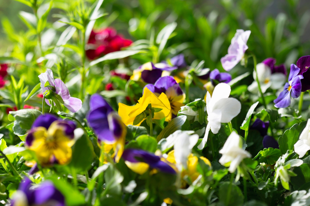 pansies with red, purple, yellow and white flowers growing outside in the sun