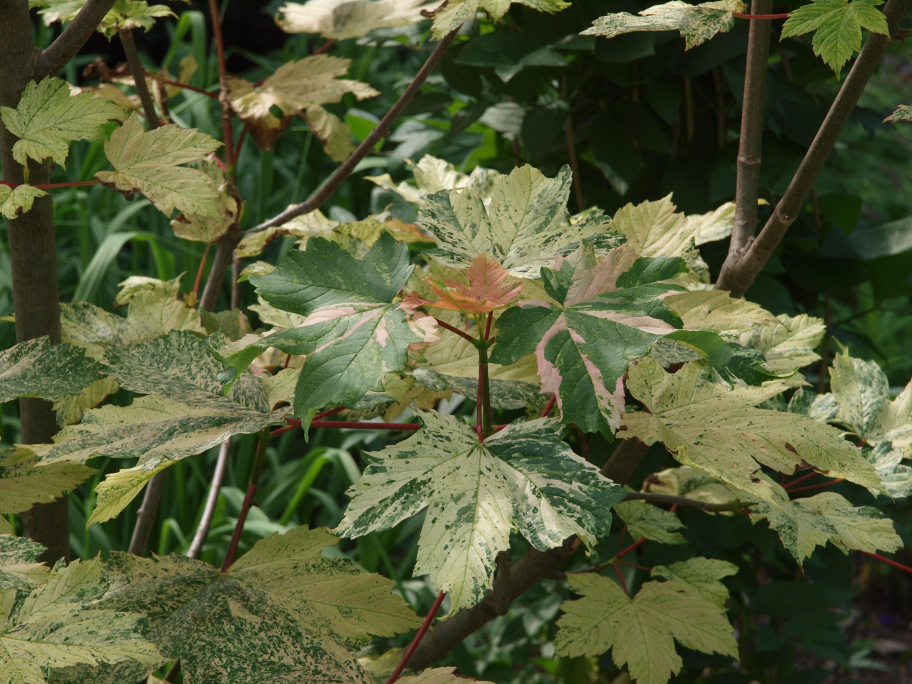  Acer pseudoplatanus f. variegatum 'Simon-Louis Freres' with pink, cream and green leaves growing outside