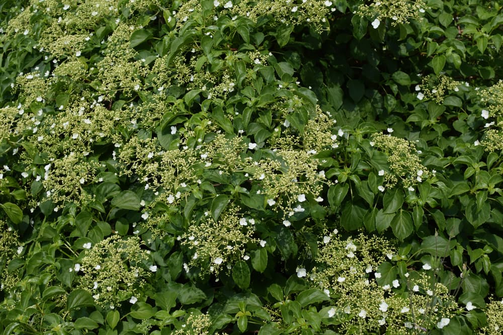 dense and overgrown climbing hydrangea with bright white flowers