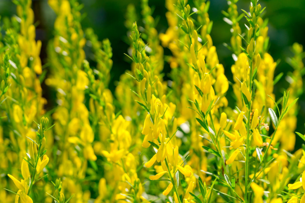 Genista tinctoria with tall stems and small yellow flowers growing outdoors