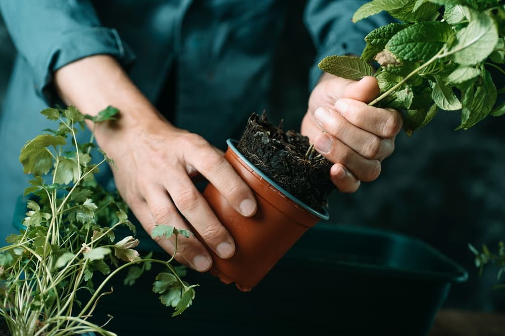 man removing mentha plant from a plastic container for transplanting