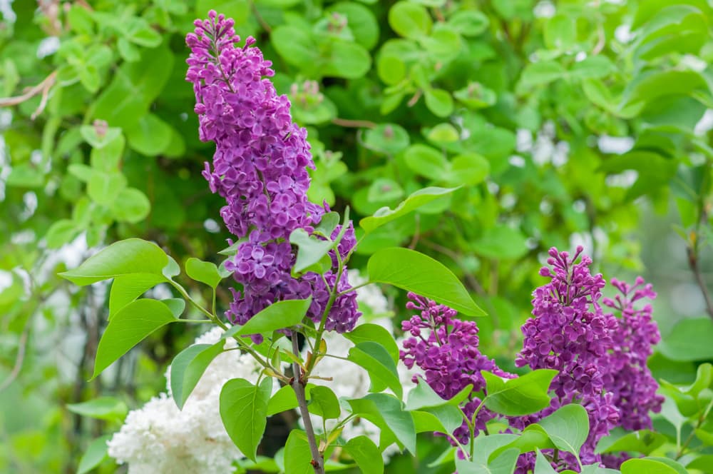 upright blooming flowers of Andenken an Ludwig Späth variety