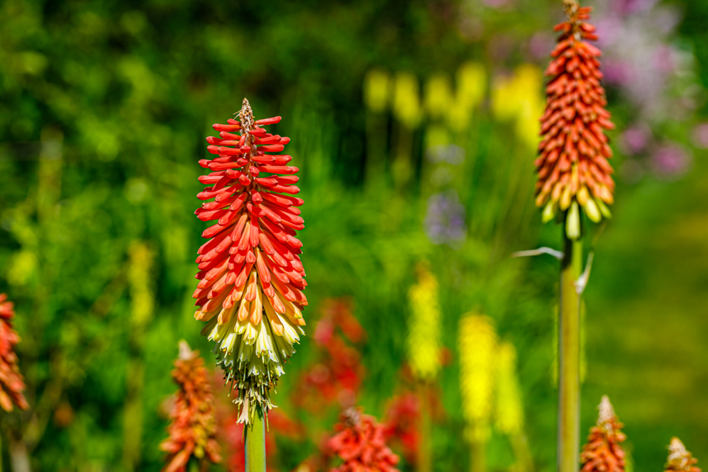 close-up of the head of a red hot poker plant with red, orange and yellow bell-shaped flowers growing outside