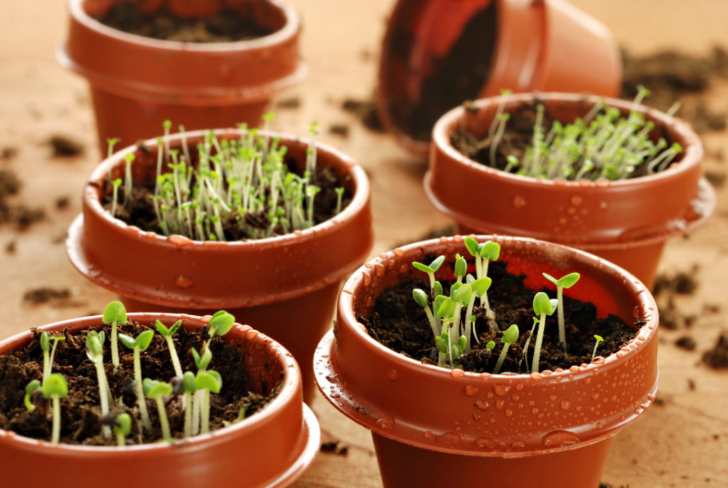 young basil plant seedlings that have been potted out growing inside