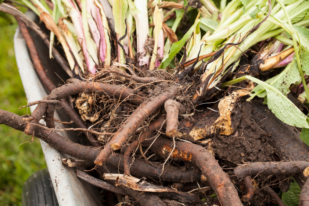 the roots and stems of comfrey plants that have been dug up in a pile in a wheelbarrow outside