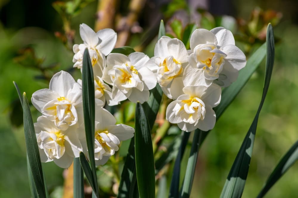 cream coloured flowers of Narcissus tazetta