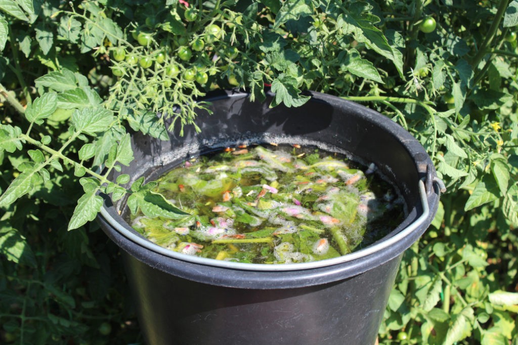 a liquid plant feed made up of comfrey in a bucket in front of a tomato plant growing outside