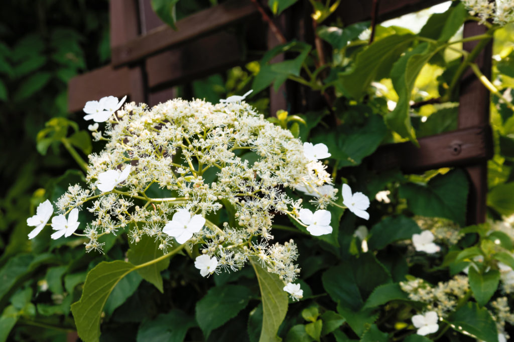 white flowering climbing hydrangea growing against a wooden garden trellis outside