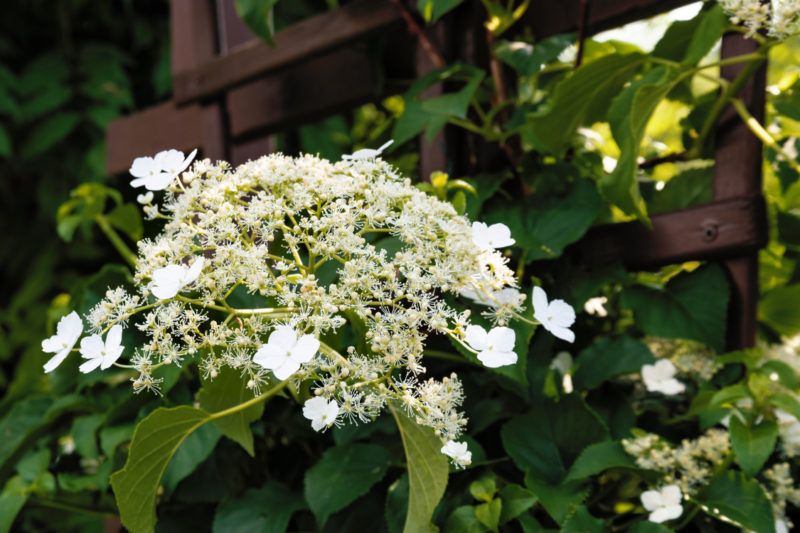 Why, How & When To Prune Hydrangeas Horticulture.co.uk