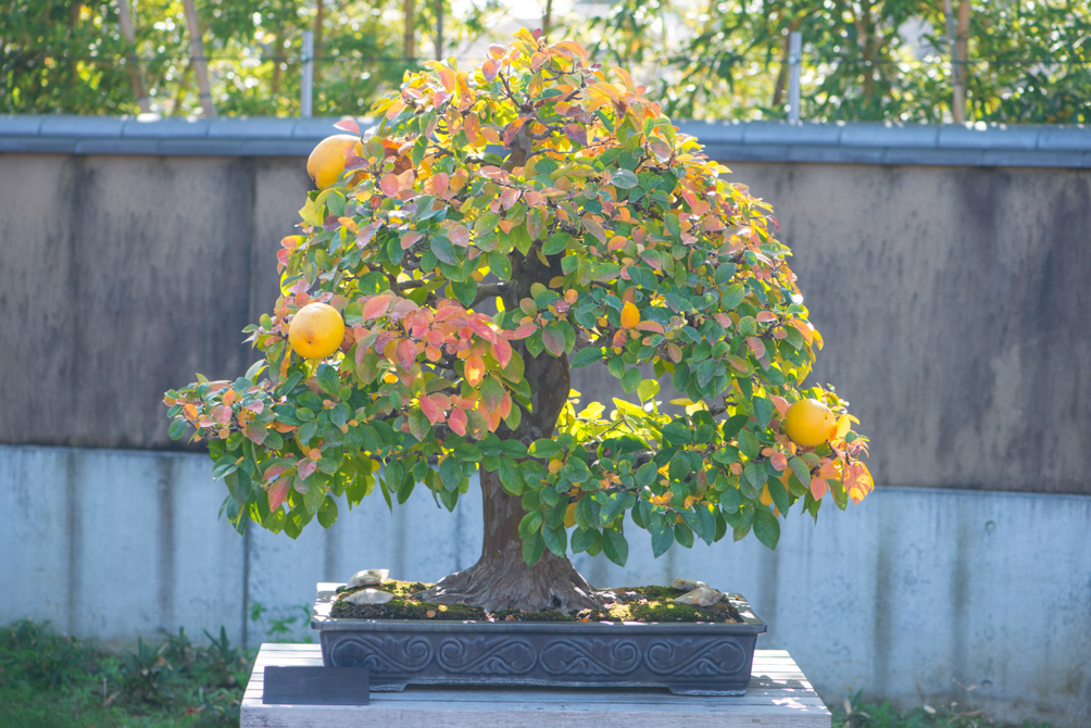 a small quince tree with a couple of yellow fruits and red and green foliage that has been shaped in a bonsai style growing outside