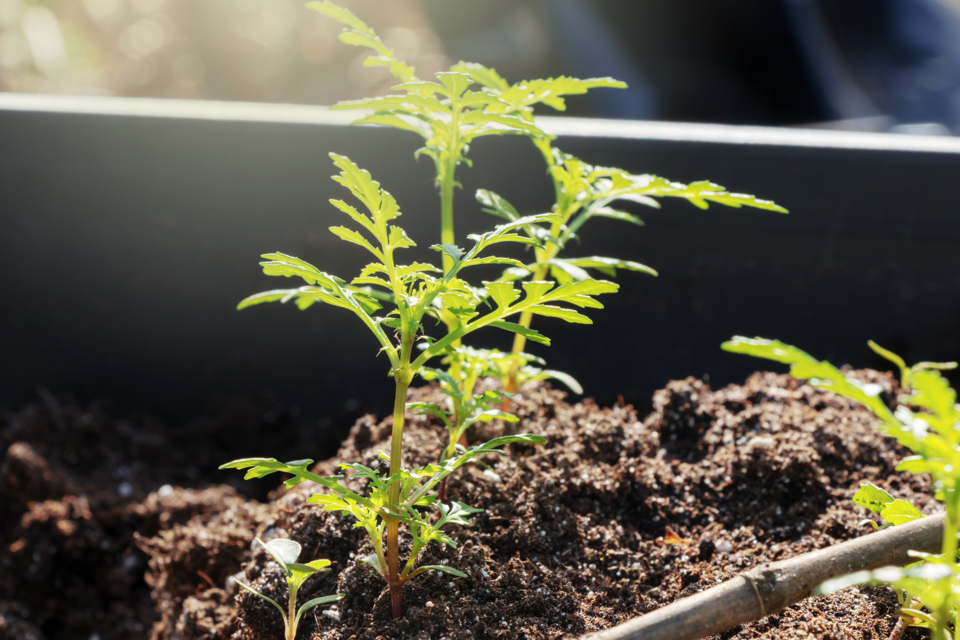 a young choisya seedling growing in soil in a garden planter