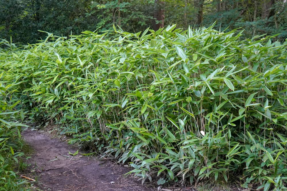 invasive bamboo growing in English woodland