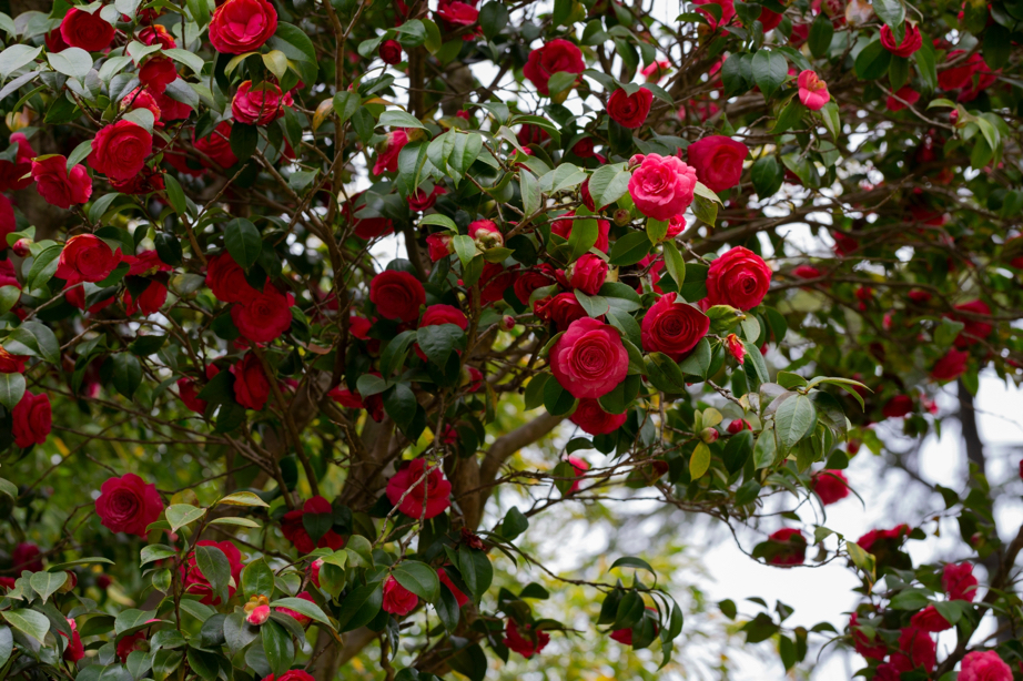 a red flowering camellia shrub growing outdoors