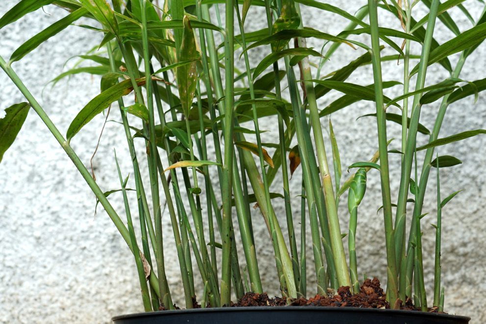 large stems coming from a ginger plant growing in a pot in front of a white wall