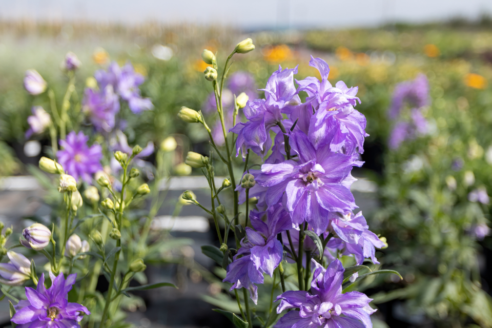 delphinium plant with purple flowers growing outside in a container with white and orange flowering plants behind it