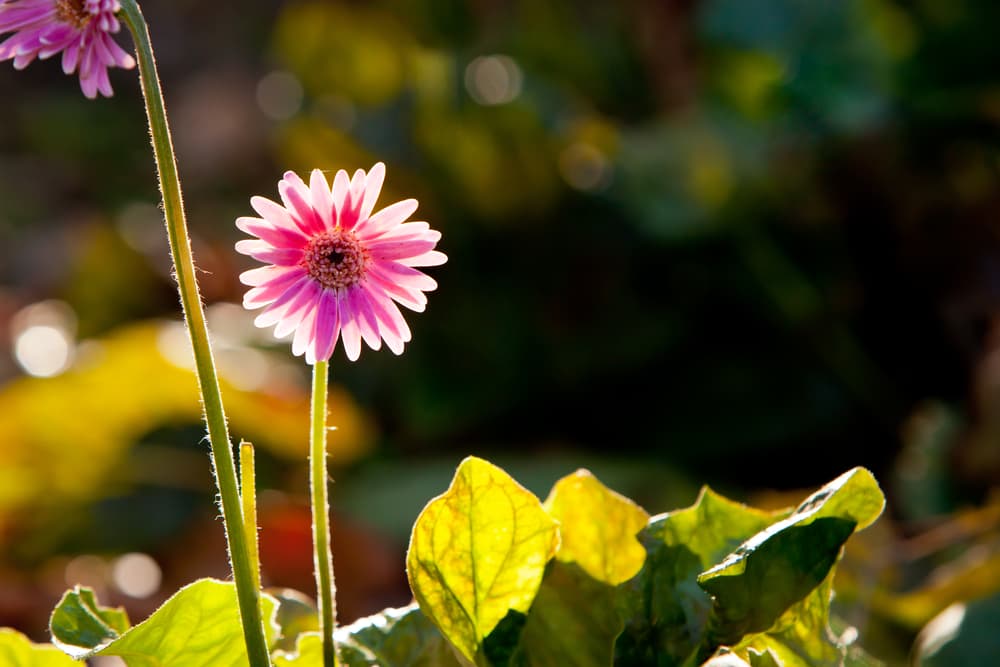 a single Gerbera Everlast flower with pink petals against a dark background