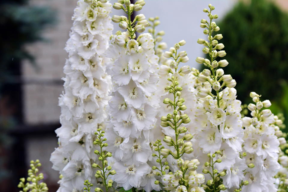 white flowering delphinium with creamy yellow centres growing outside