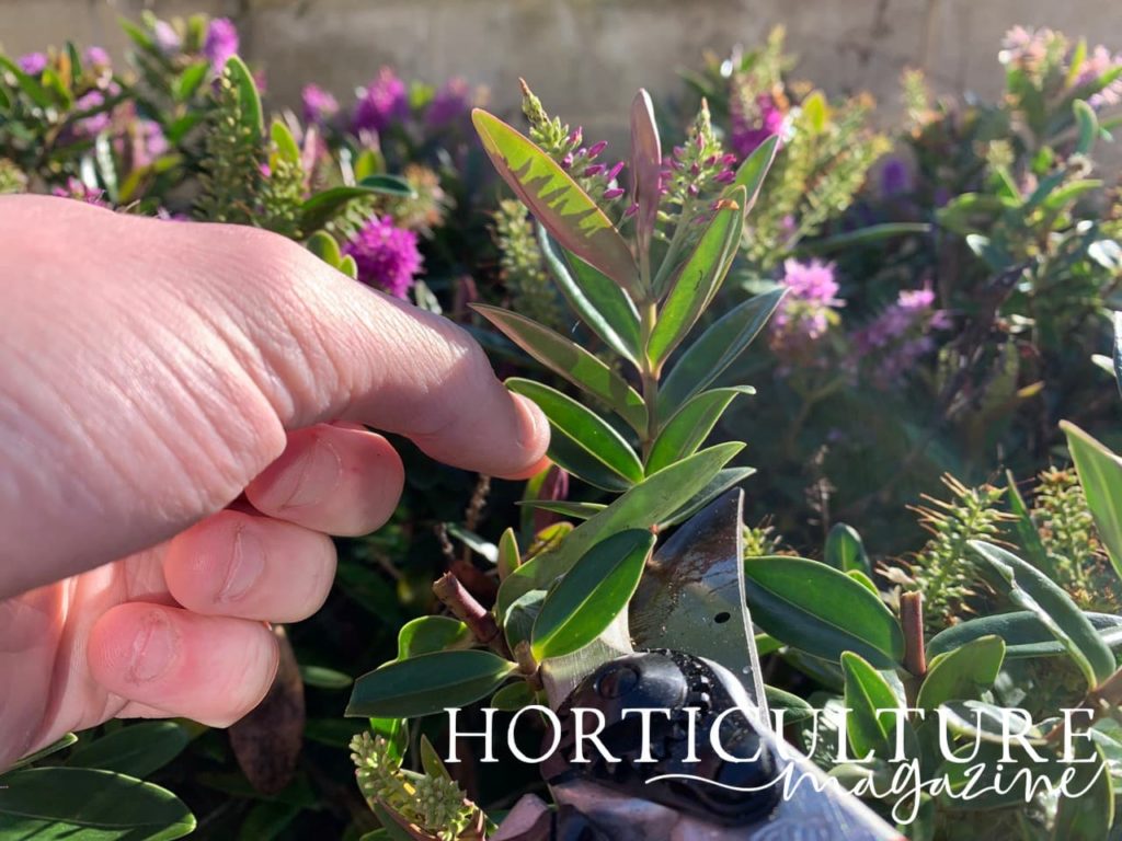 magnified view of secateurs removing a large stem from a mature Hebe