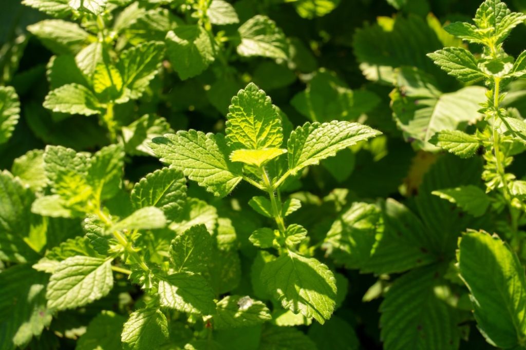 leaves of a mint plant in dappled sunlight