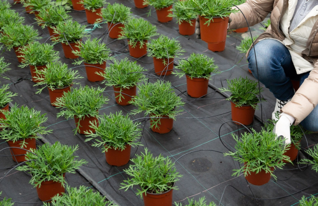 a greenhouse full of osteospermum seedlings in pots growing inside
