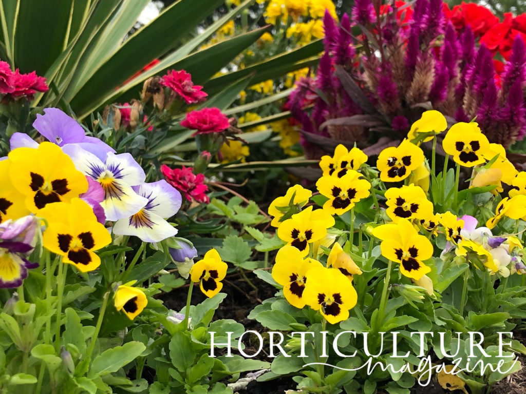 yellow pansies, with some lilac ones, growing with various purple, yellow and pink flowers behind them