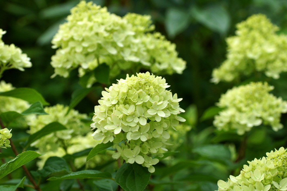 hydrangea paniculata Little Lime with yellowy-green flowers outside in a garden bed
