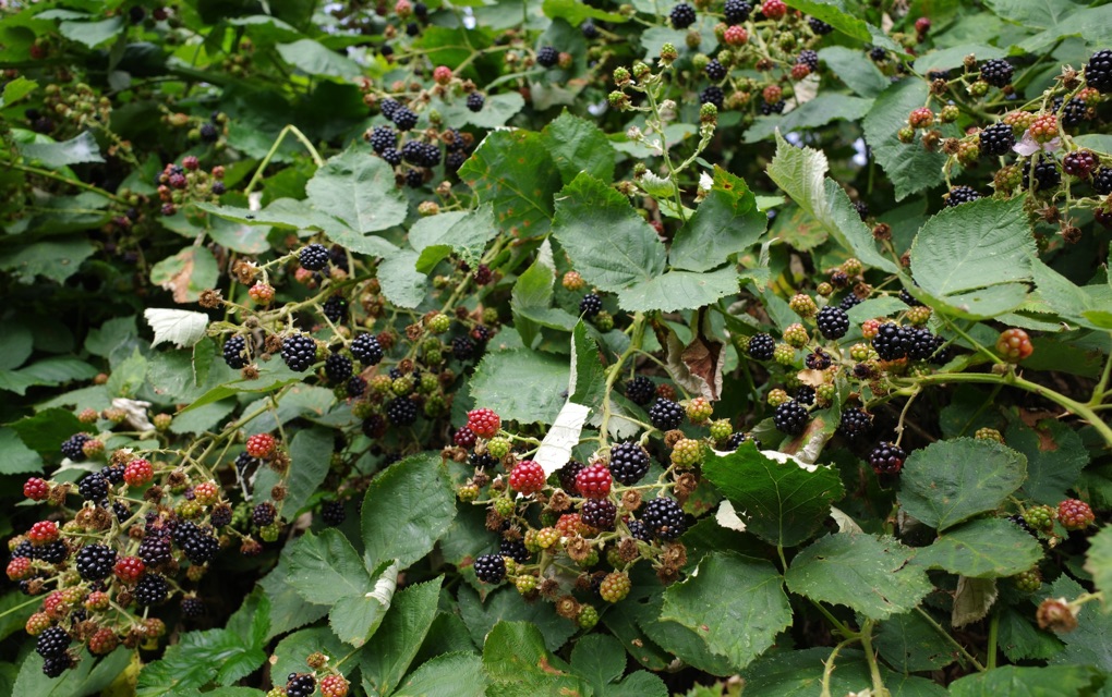 a blackberry shrub bearing lots of red and black fruit