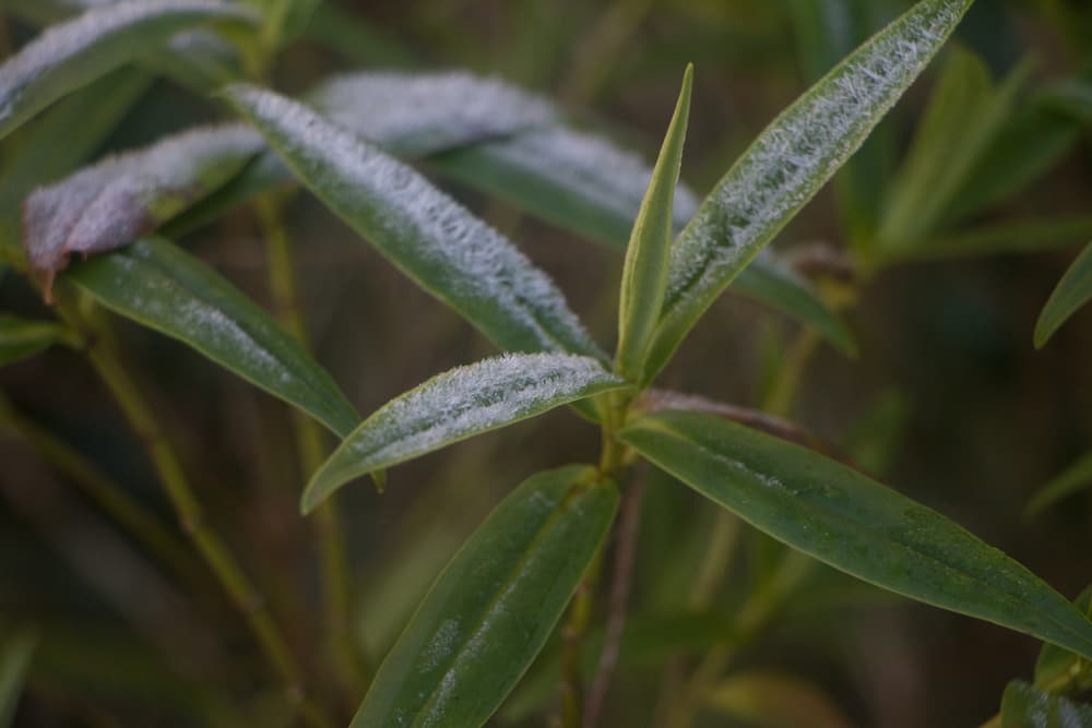 magnified view of frost covered hebe leaves