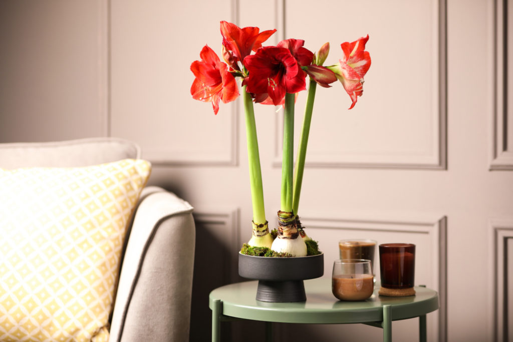 red flowering hippeastrum plant growing inside in a living room on a table with some candles