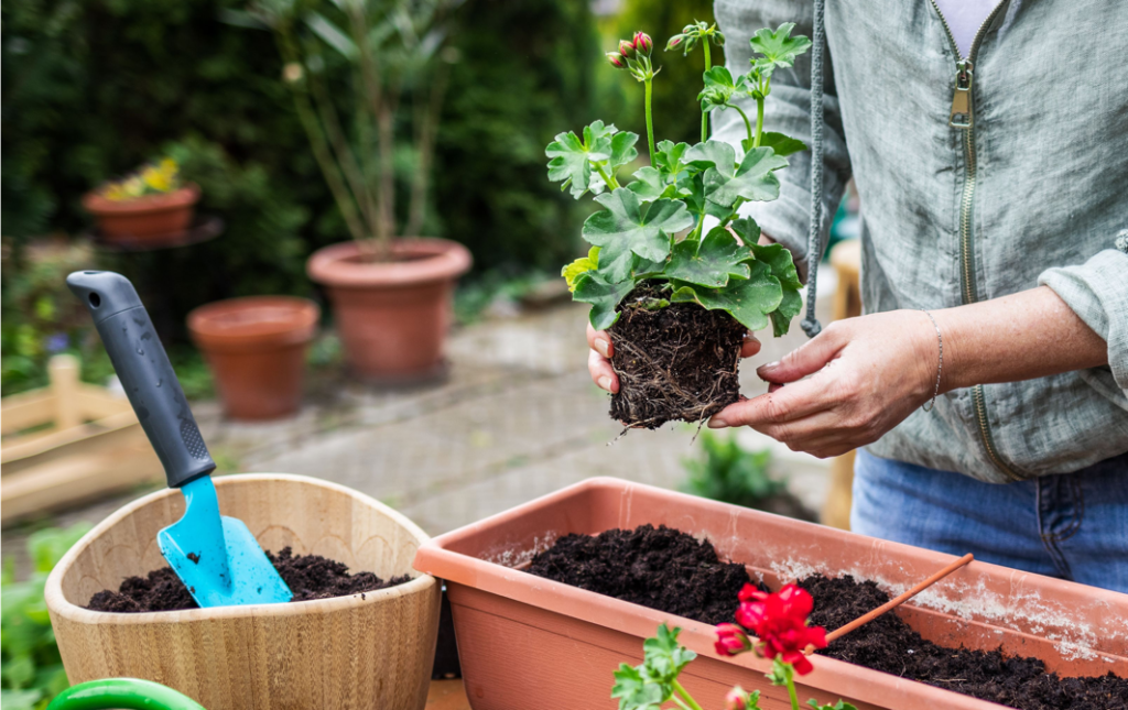 gardener repotting a geranium plant into a rectangular container in a garden
