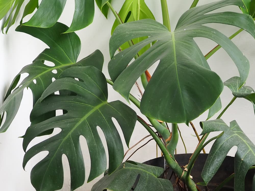 leaves of a Monstera with visible aerial roots against a white painted wall