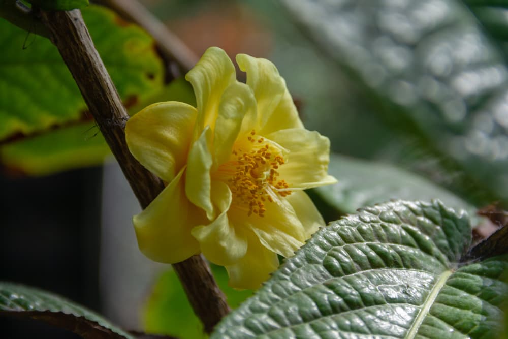single beautiful yellow flower of C. chrysantha