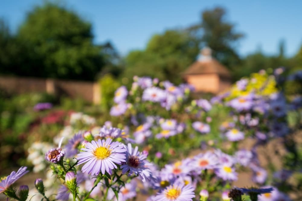 asters shown growing in a walled garden