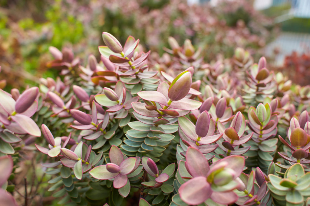 hebe 'red edge' with green and pink waxy leaves growing outdoors