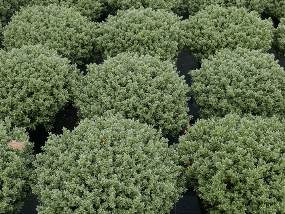 small hebe shrubs growing outside side by side