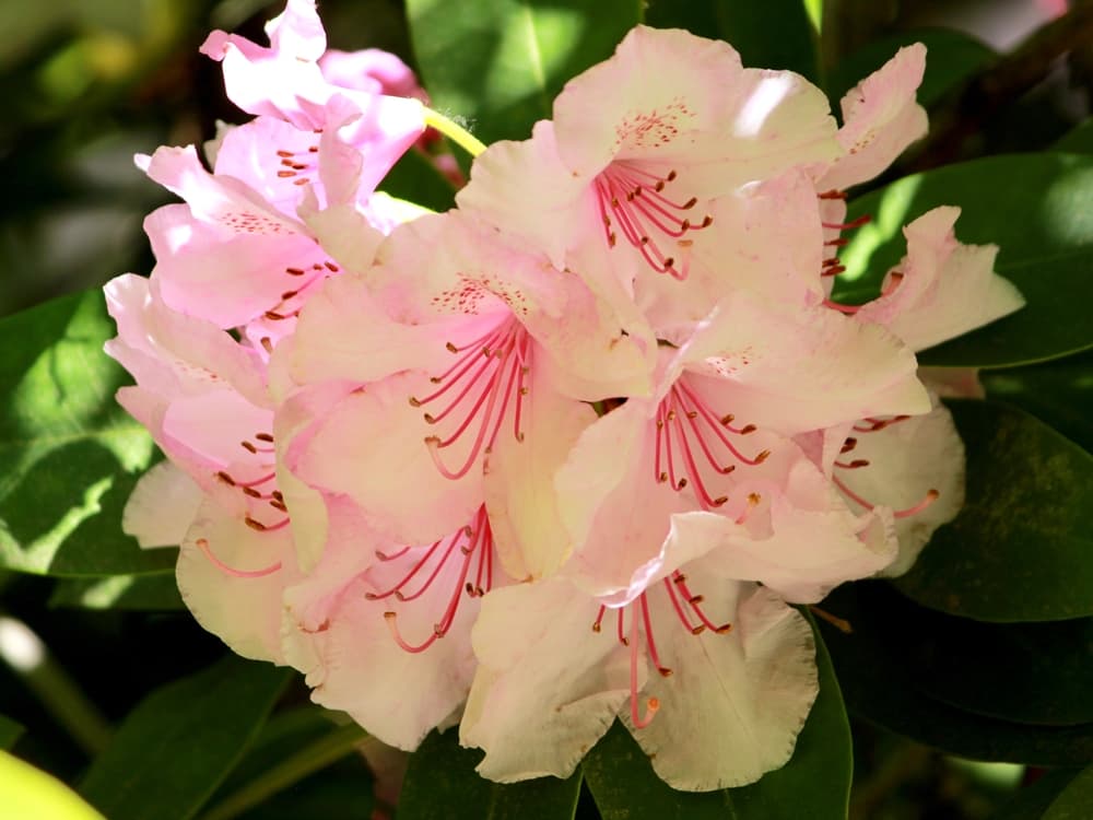 pink and white flowers of Rhododendron with bright pink stamen