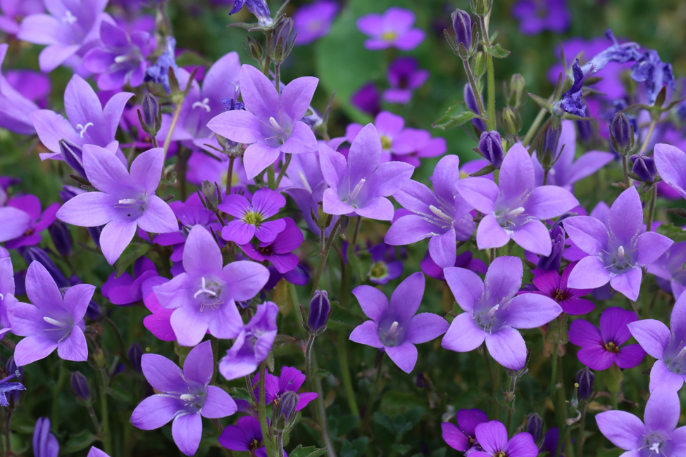 purple bellflowers growing outside