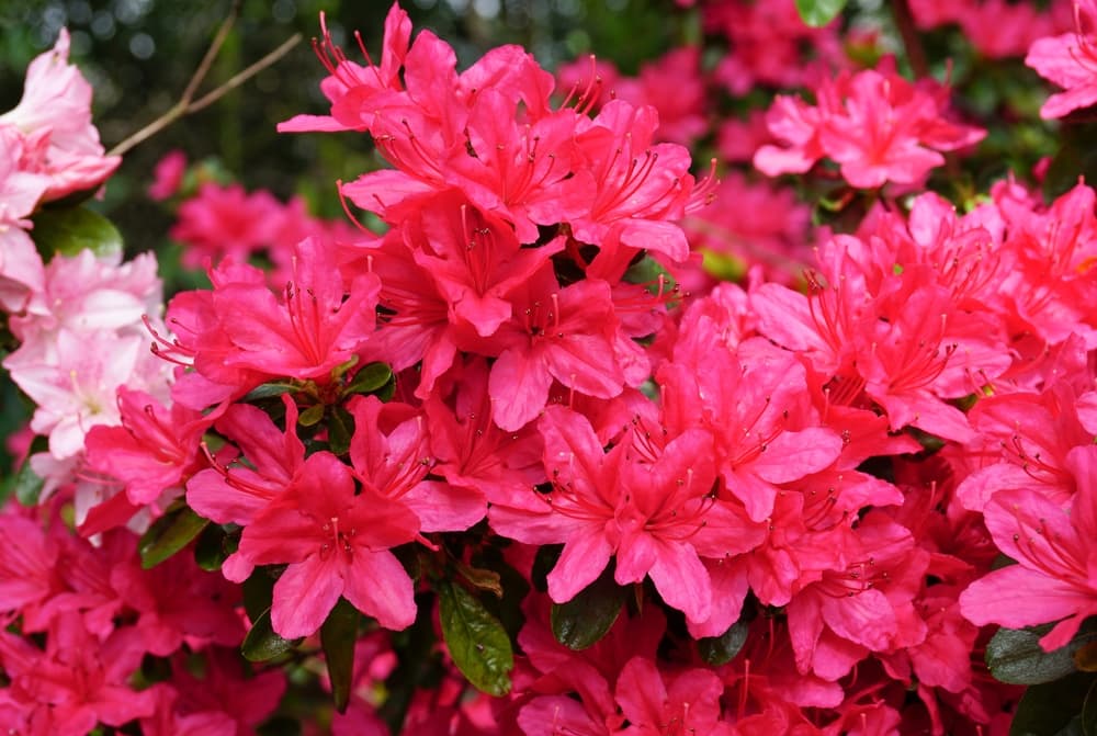 crimson-red flowers of R. 'Mother's Day'