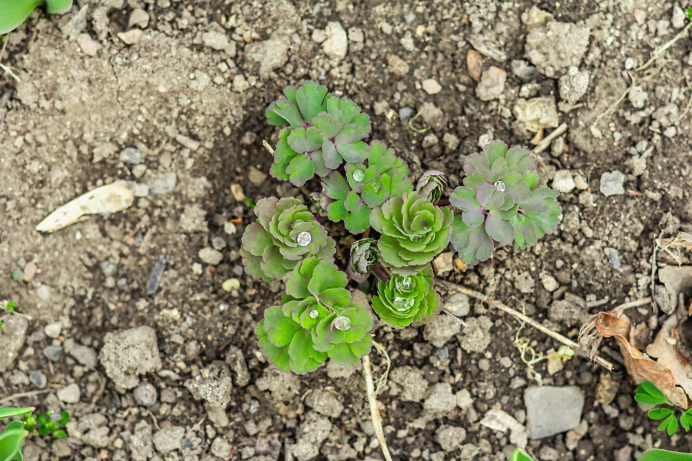 birds-eye view of young aquilegia plants growing from the soil