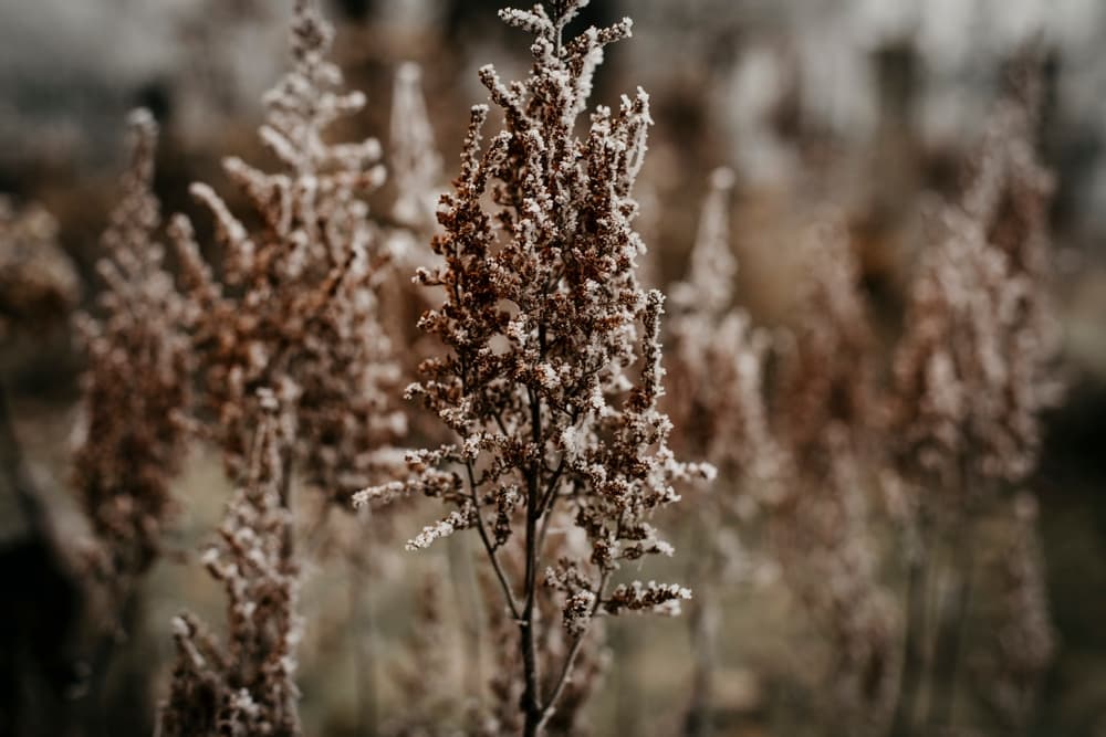 flowers of False goat's beard that have turned to seed