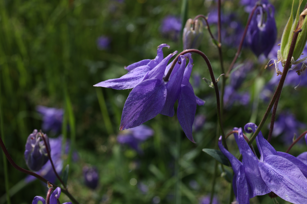nodding purple flowering aquilegias growing outside