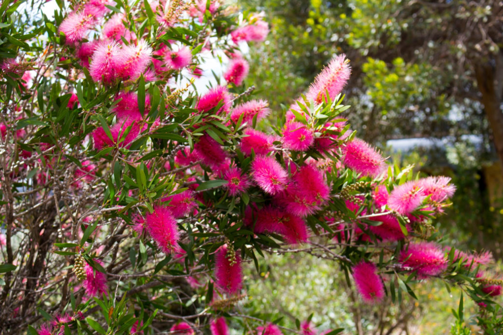 pink flowering callistemon shrub growing outside on a sunny day with other trees behind it