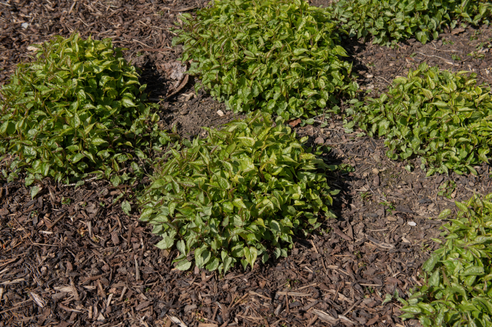 spaced out young aster plants growing from ground that has been recently mulched with woodchips