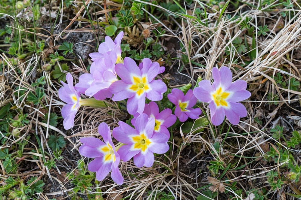 common primrose flowers in muddy ground