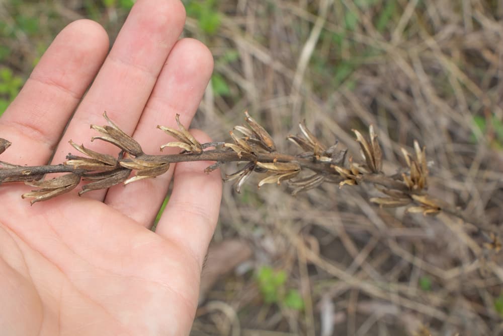 hand showing seed pods of Primula officinalis