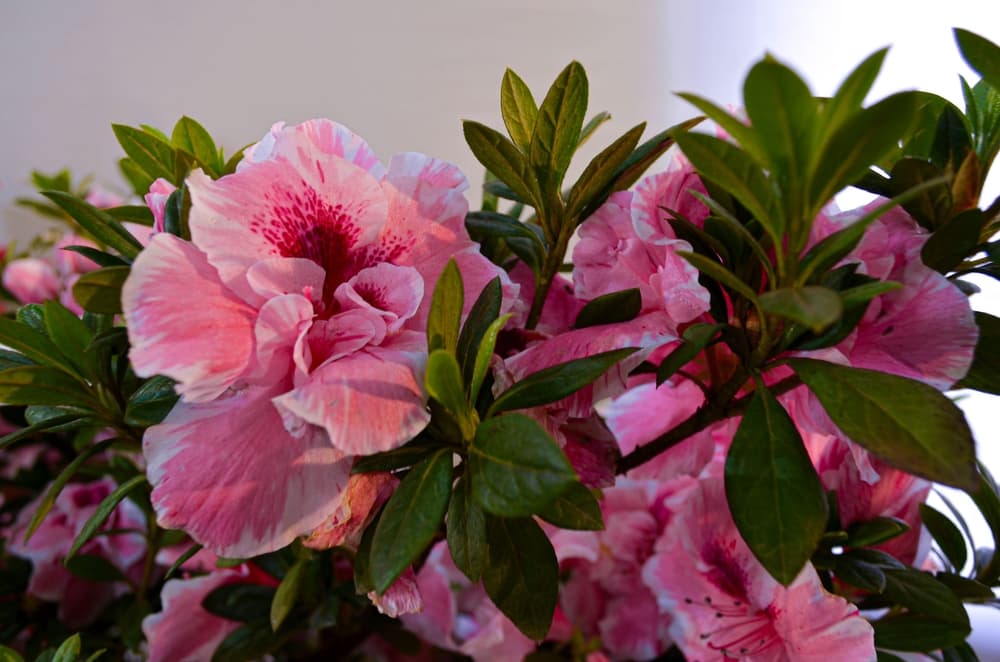 encore azalea flowers in various shades of beautiful pink