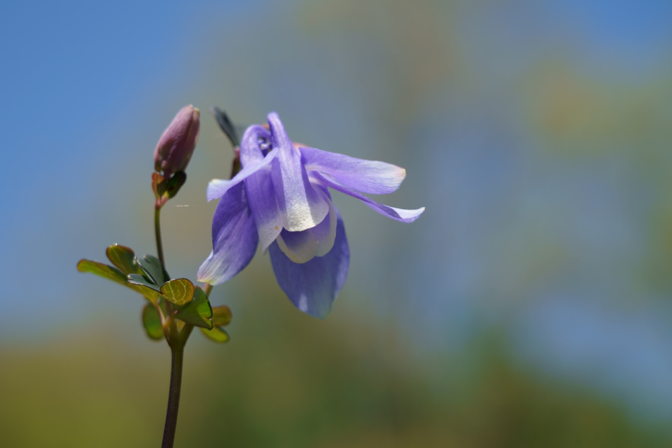 close-up of a violet aquilegia flabellata var. pumila flower growing outdoors