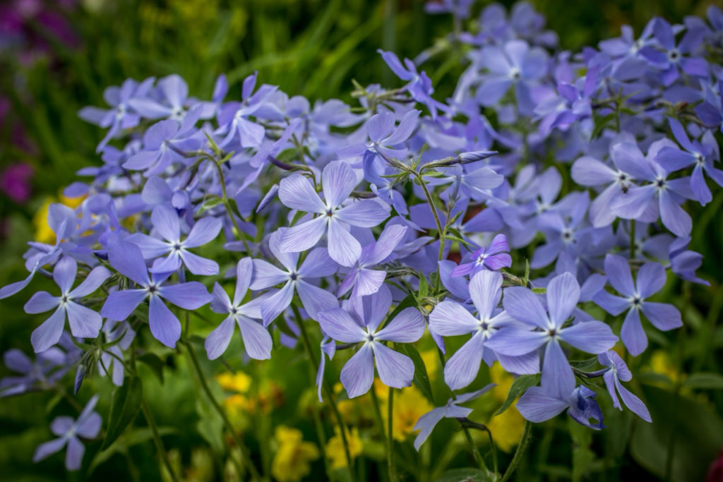 purple flowering phlox plant growing outside in a garden bed